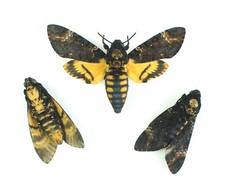 Véritable papillon Sphinx tête de mort: Acherontia atropos (insecte entomologie)