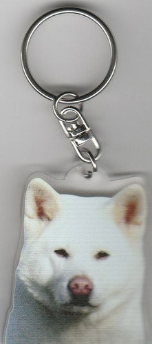 Akita inu chien - akita,