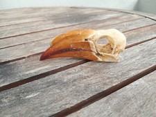 Crâne de Calao couronné 