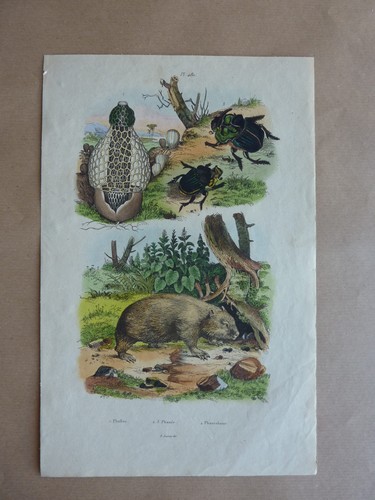Gravure couleurs xixe - gravure,