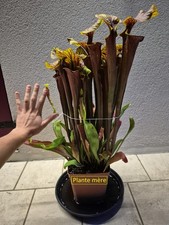 Plantes carnivores, Sarracenias, Attrape frelon, Attrape-Insectes