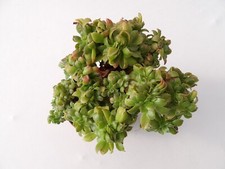 Aeonium davidbramwellii