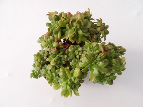 Aeonium davidbramwellii