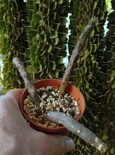 CEROPEGIA serpentina  stapelia pseudolithos huernia  caudex euphorbe jatropha