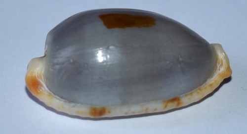 Coquillage cypraea - -,