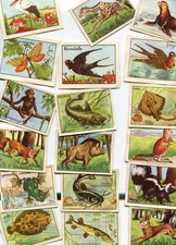 LOT 54 fiches et sa boîte