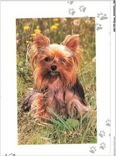 AKVP9-0714-CHIEN - YORKSHIRE TERRIER