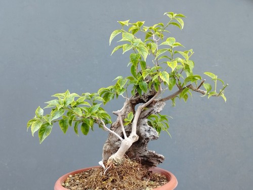 Bonsaï bougainvillier 20 - bonsaÏ,