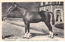 61 - HARAS DU PIN - SAN30794 -