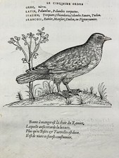 Pigeon Ramier en 1557 Pic Vert Ornithologie Rare Gravure Oiseau Belon
