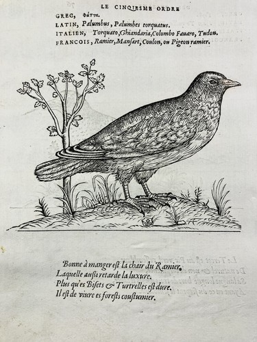 Pigeon ramier 1557 pic - en,
