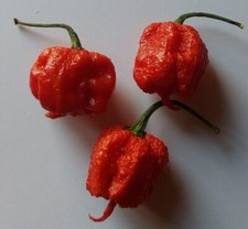Graines de piment Carolina Reaper les plus épicées au monde