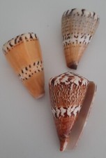 curiosité , taxidermie