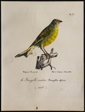 1830 - Verdier d’Europe -