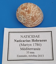 Rare Shell Naticarius hebraeus L Seashell, very fine