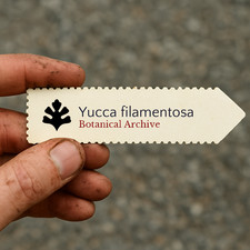 Yucca filamentosa 10 SEEDS -