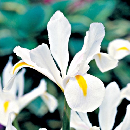 Iris bulbes fleurs - iris, à