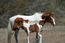 Chincoteague Pony Photo -Mares