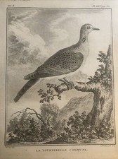 Chasse, Ornithologie 1780 Buffon. Taupe Commun