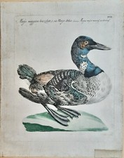 Le Mergo Maggiore Brizzolato