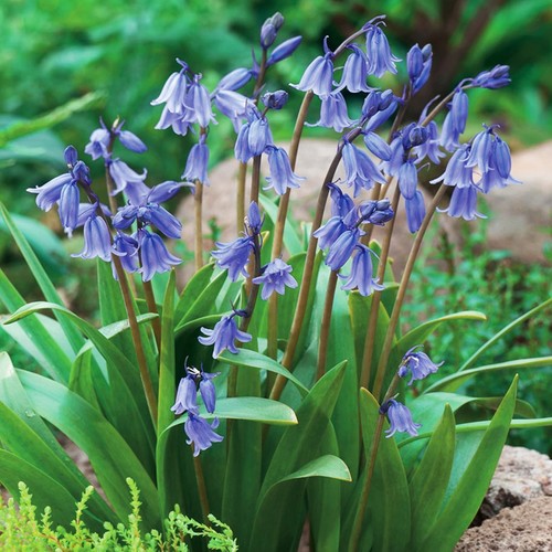Bulbes hyacinthoides - bulbes,