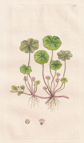 Hydrocotyle vulgaris plante - vulgaris,