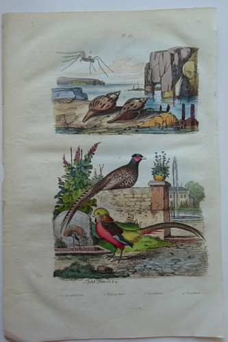 Gravure 1835 dict - gravure,