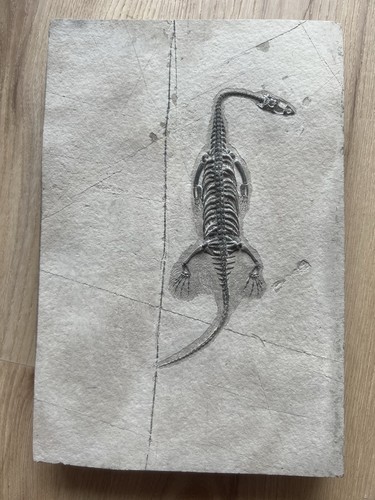 Véritable reptile - véritable,