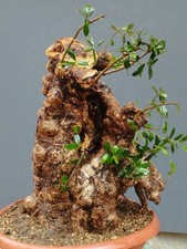 Bonsaï olivier 47 x 30 cm
