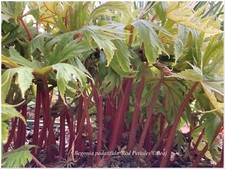 Begonia pedatifida 'Red Petioles' - 1 plant
