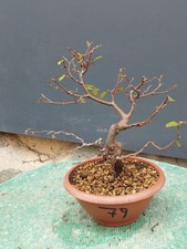 Bonsaï orme champêtre en pot 28 x 24 cm plante articulée arbre pré bonsaï...