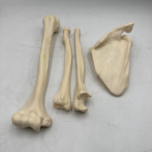 Somso disarticulated arm bones - somso,