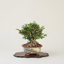 Bonsaï de Lonicera Shoin dans