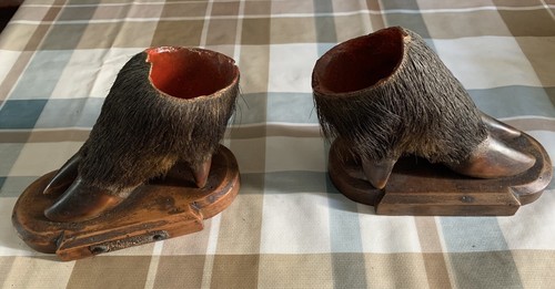 Taxidermie ancien trophée - , de