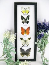 5 papillons - taxidermie cadre exotiques réel - une beauté unique Naturalise h49
