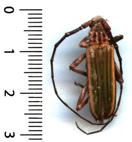 Cerambycidae chlorida - cerambycidae,