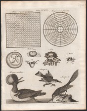 1797 rare gravure - gravure, oiseaux