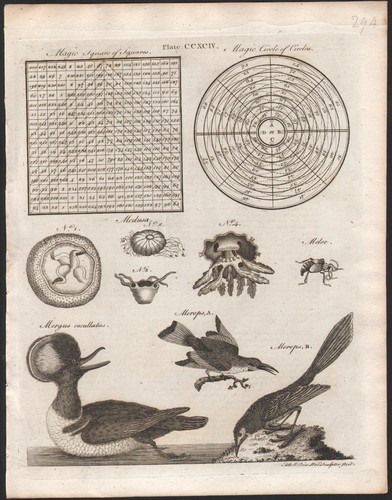 1797 rare gravure - 1797, oiseaux