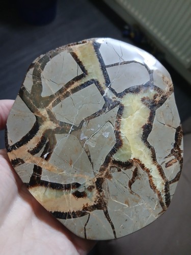 Tranche septaria sauvage - tranche, de