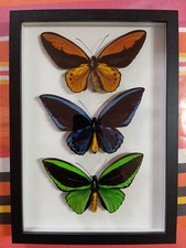 Papillons Ornithoptera