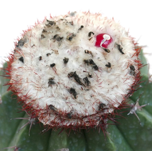 Melocactus maxonii seeds - melocactus,