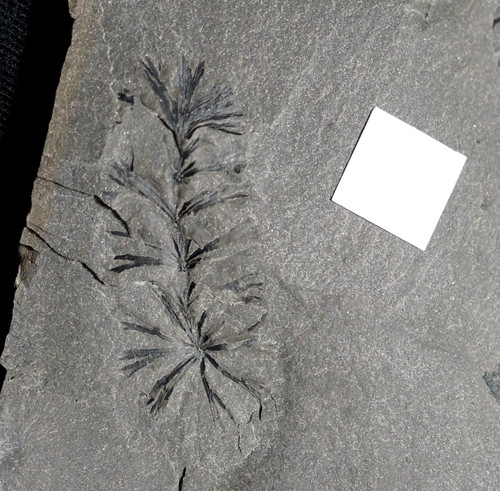 Rare fossile plante