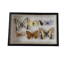 BOITE  D'ENTOMOLOGIE  AUX PAPILLONS, INSECTE NATURALISÉS, SCIENCE NATURELLE