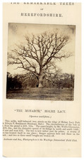 Angleterre, Arbre "The Remarkable Trees of Herefordshire. The Monarch", Tirage v