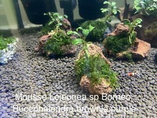 Mousse aquarium Lejeunea Sp Central Bornéo EtBucephalendra Sur Pierre Volcanique