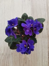 Bouture de Mini Saintpaulia