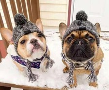 Bonnet Chien Bouledogue