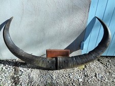 ancien trophée massacre de buffle taxidermie chasse déco