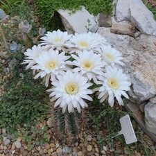 Cactus boule - Echinopsis