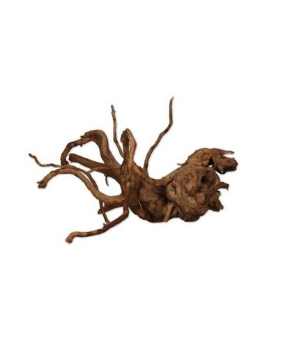 Racine vigne rare - vigne, rouge